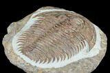 Gigantopygus Trilobite With Pos/Neg - Issafen, Morocco #183631-4